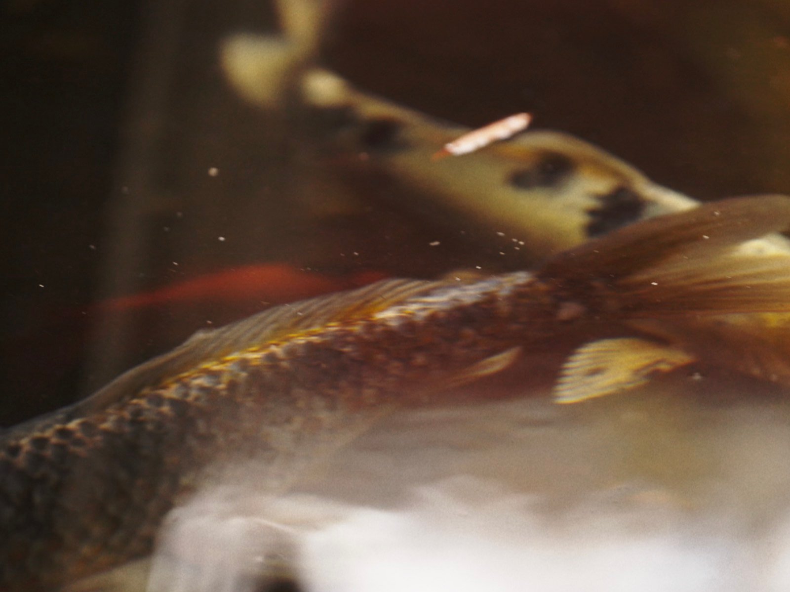 Smudge — still 4